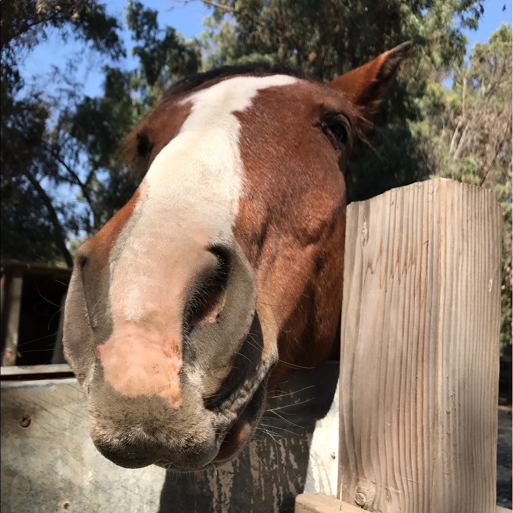 Meet your Posher, Annie