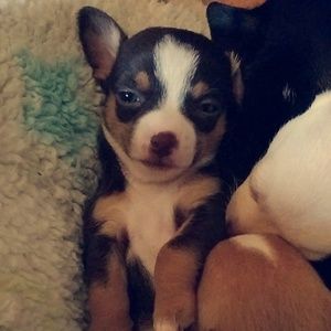 Meet your Posher, Janet