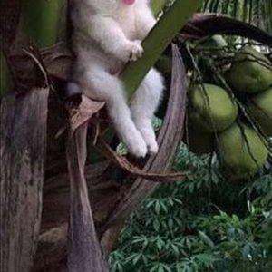 Meet your Posher, Neel