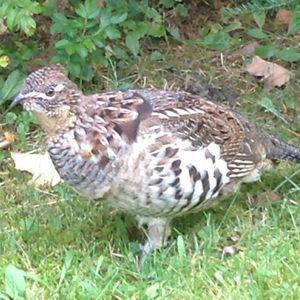 Meet your Posher, Frederick