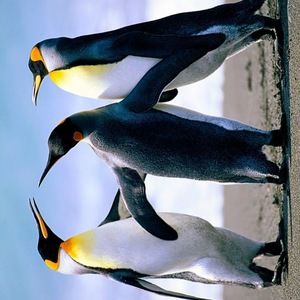 Meet your Posher, Hayden