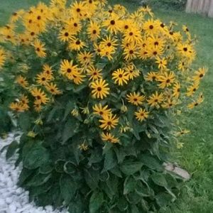 Meet your Posher, Sheri