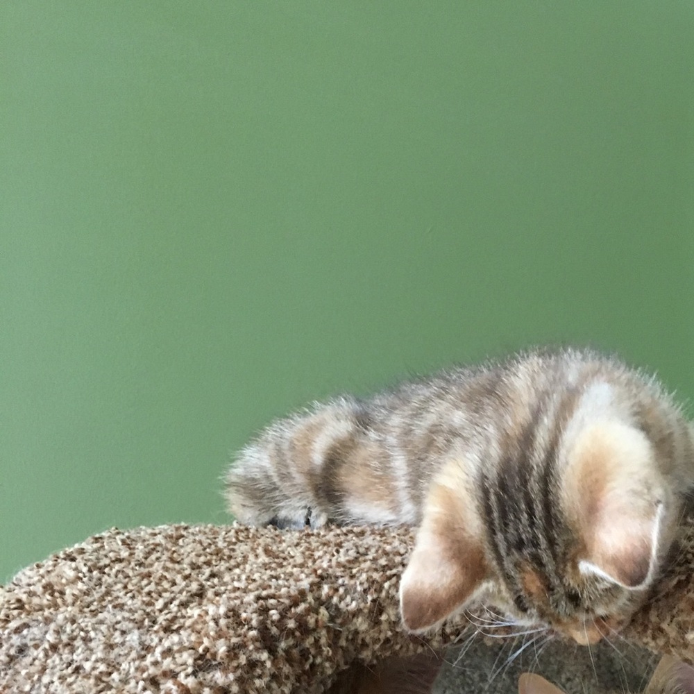 Meet your Posher, Shery