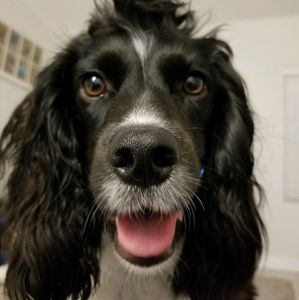 Meet your Posher, Casey