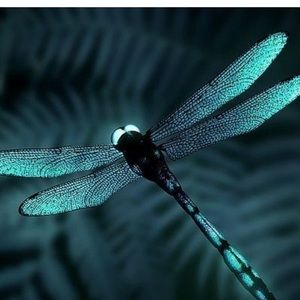 Meet your Posher, Kristi