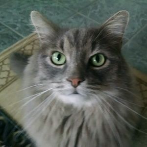 Meet your Posher, Cheryl