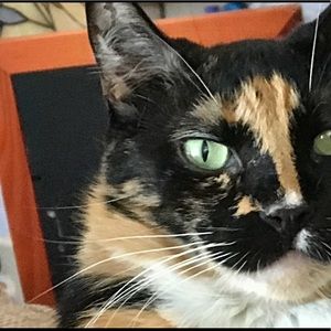 Meet your Posher, Phyllis