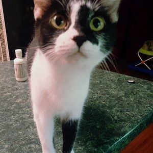 Meet your Posher, Bridget