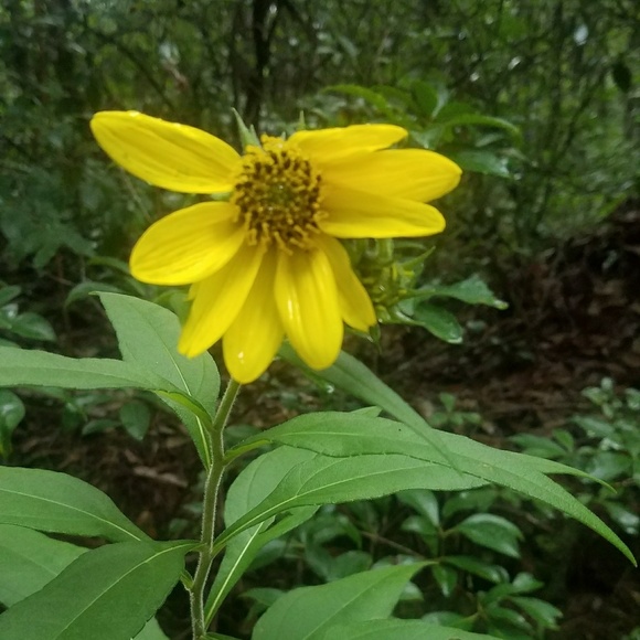 Meet your Posher, Leah - Picture 5 of 8