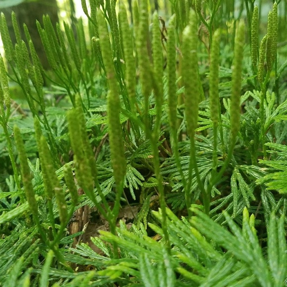 Meet your Posher, Leah - Picture 6 of 8