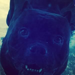 Meet your Posher, Caela