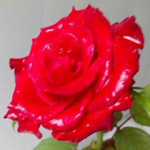 Meet your Posher, Zulema