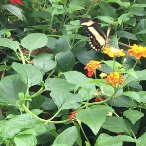 Meet your Posher, Charonne