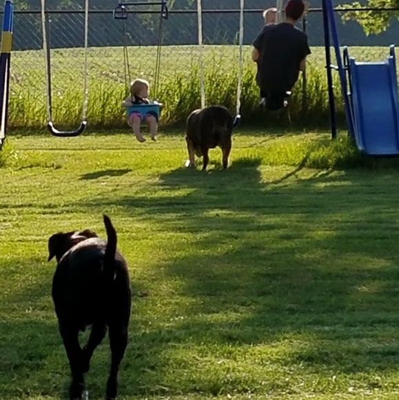 I have a pet friendly home! - Picture 5 of 8