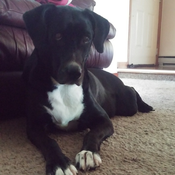 I have a pet friendly home! - Picture 6 of 8