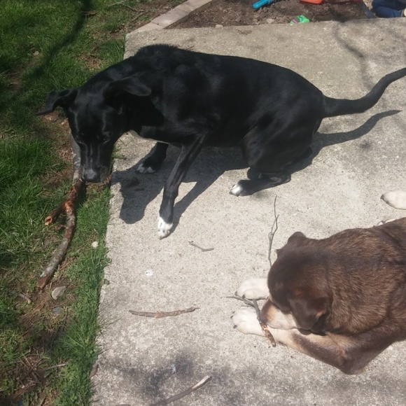 I have a pet friendly home! - Picture 7 of 8