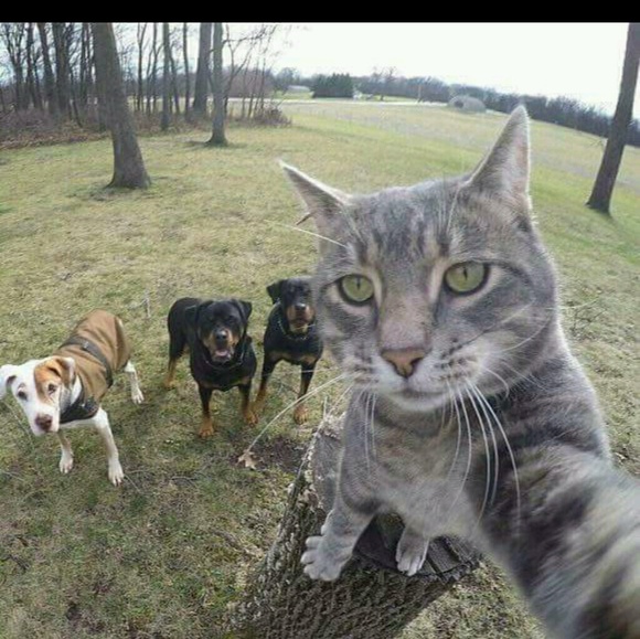 Meet your Posher, Viktor - Picture 2 of 2