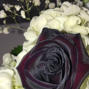 Meet your Posher, Kc