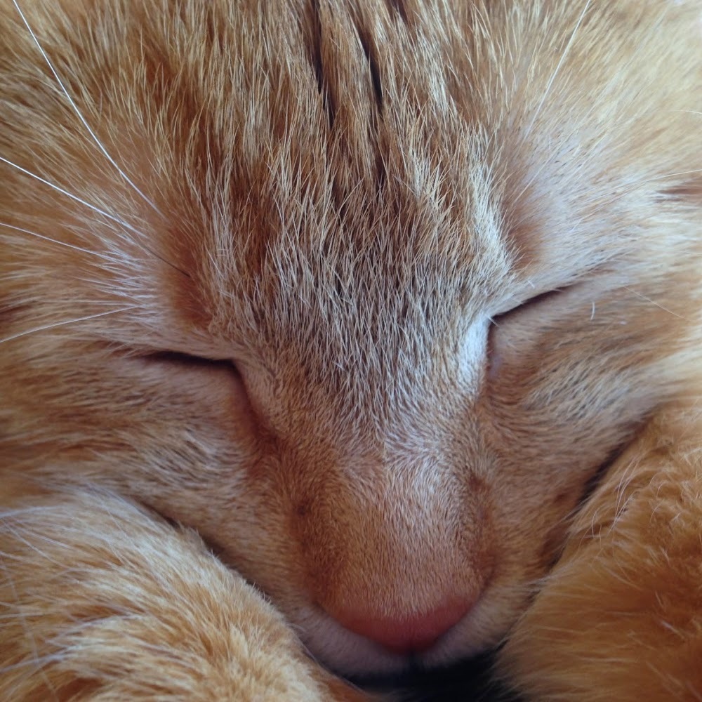 Meet your Posher, Maggie