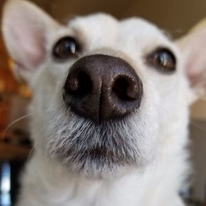 Meet your Posher, Lyle