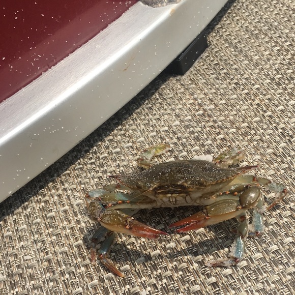 Meet your Posher, Joshua - Picture 1 of 1