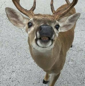 Meet your Posher, Leslie