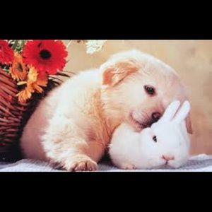 Meet your Posher, Ada