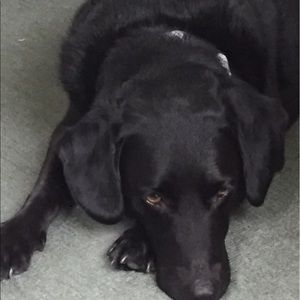 Meet your Posher, Maggie