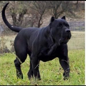 Meet your Posher, Kelvin