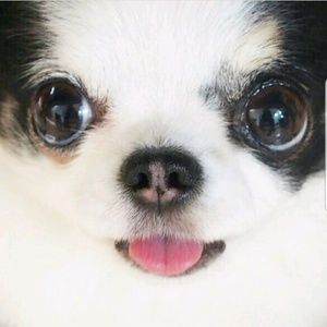 Meet your Posher, Charles