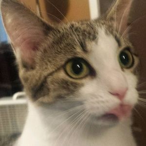 Meet your Posher, Cory