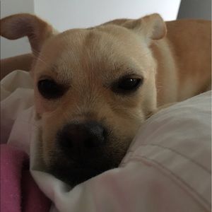 Meet your Posher, Violet