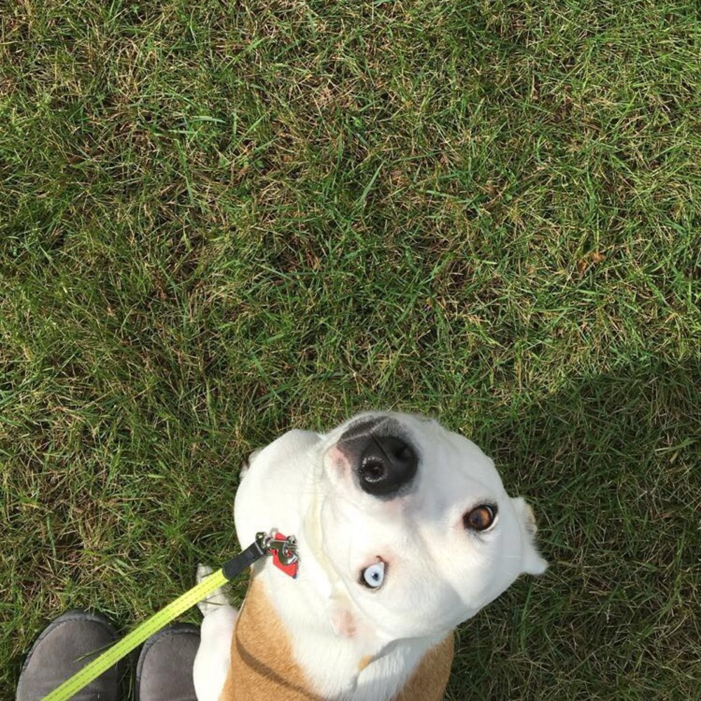 Meet your Posher, Betsy