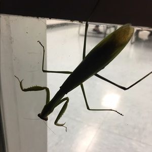 Meet your Posher, Casey