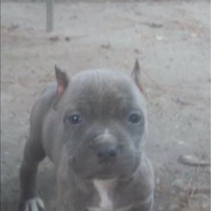 Meet your Posher, Terry