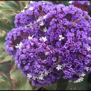 Meet your Posher, Michele