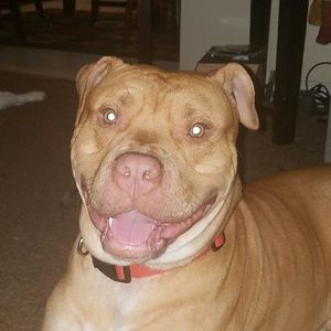 Meet your Posher, Tabitha