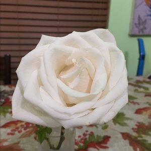 Meet your Posher, Tania