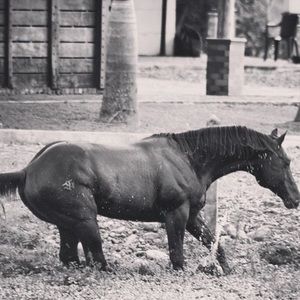 Meet your Posher, Jose