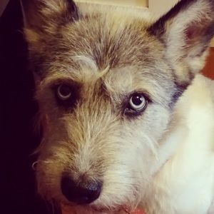 Meet your Posher, Molly