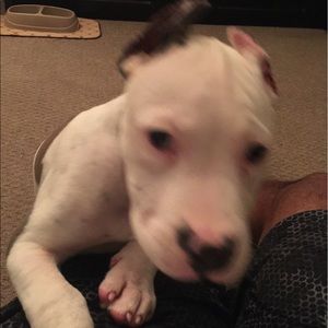 Meet your Posher, Dennis