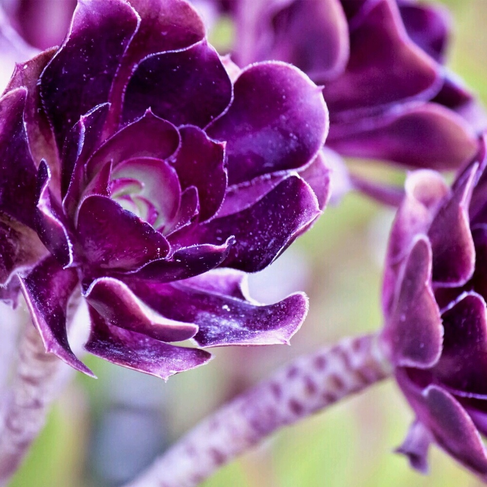 Meet your Posher, Dlinn