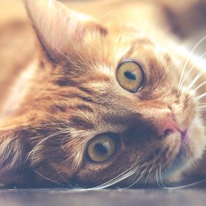 Meet your Posher, Janine