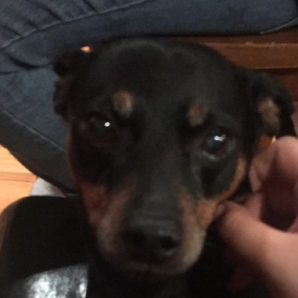 Meet your Posher, Lucero - Picture 1 of 1