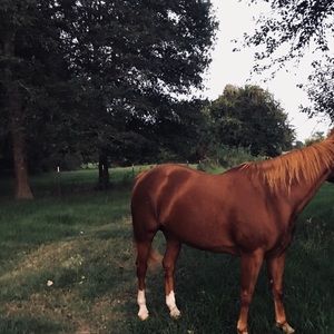 Meet your Posher, Drew