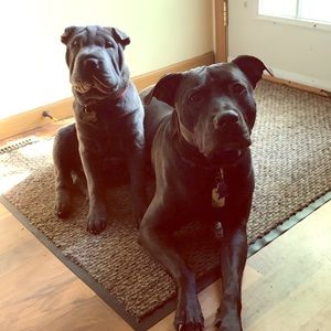 Meet your Posher, Alex