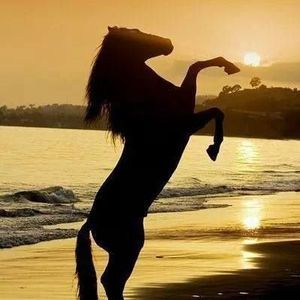 Meet your Posher, Pamela