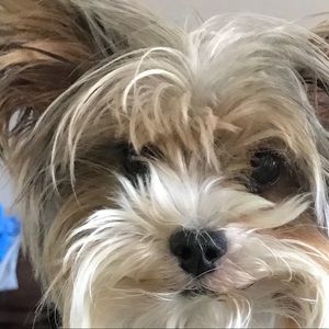 Meet your Posher, Brandy