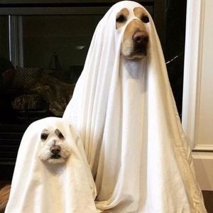 Meet your Posher, Erick