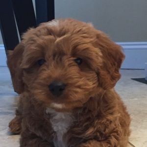 Meet your Posher, Tom